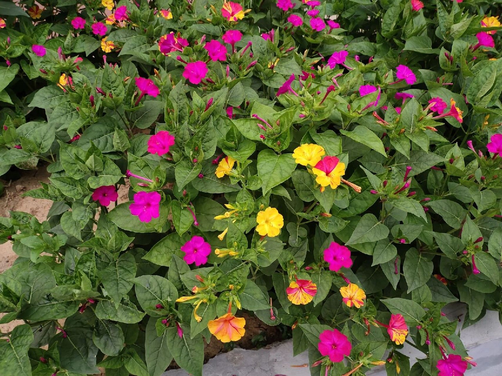 最喜欢的紫茉莉花94 之前老家住平房每到夏天都盛开的早晚花,也叫