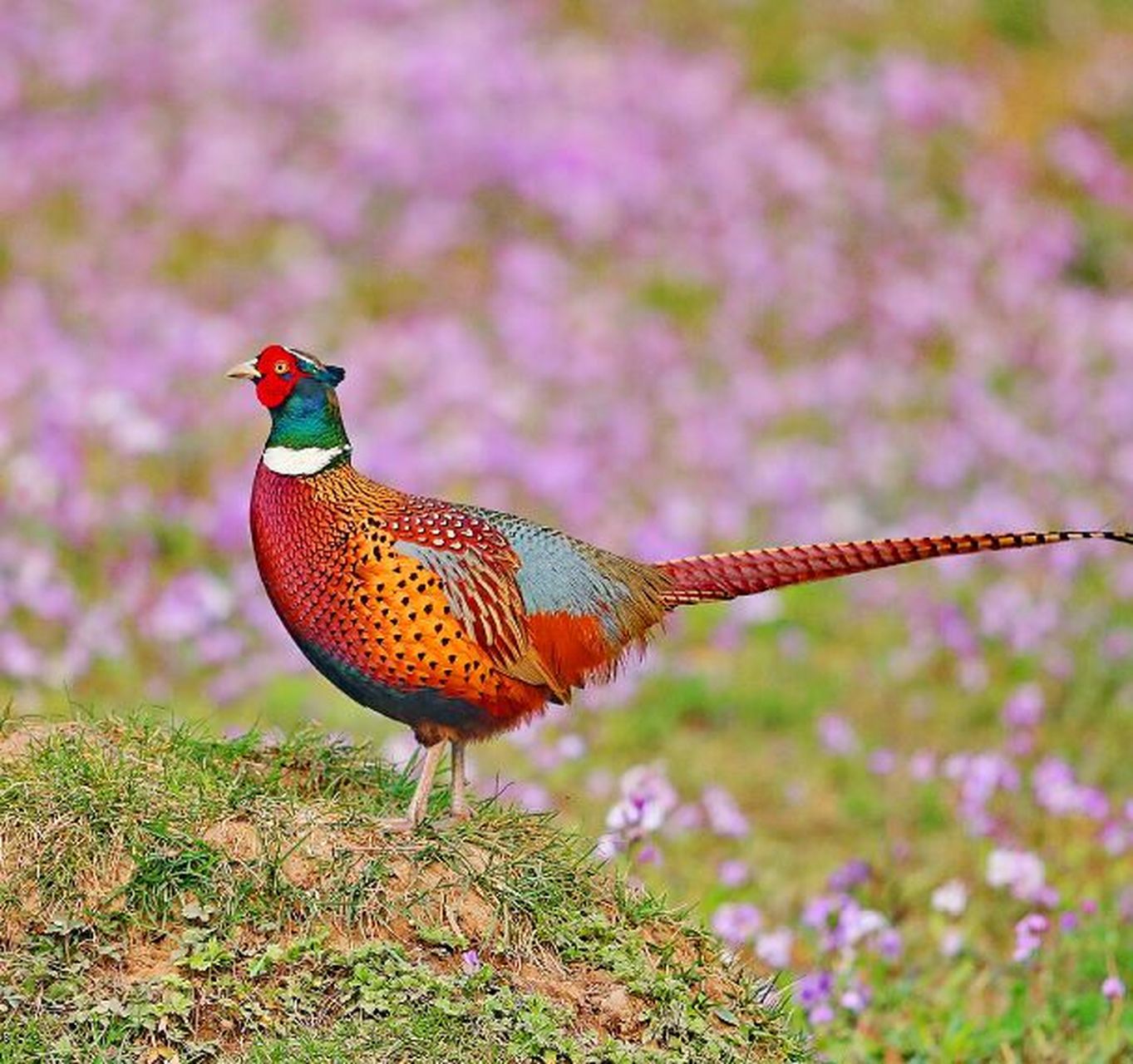 生物物语-七彩山鸡 七彩山鸡俗称野鸡,又称雉鸡,因其毛七彩斑斓,故名
