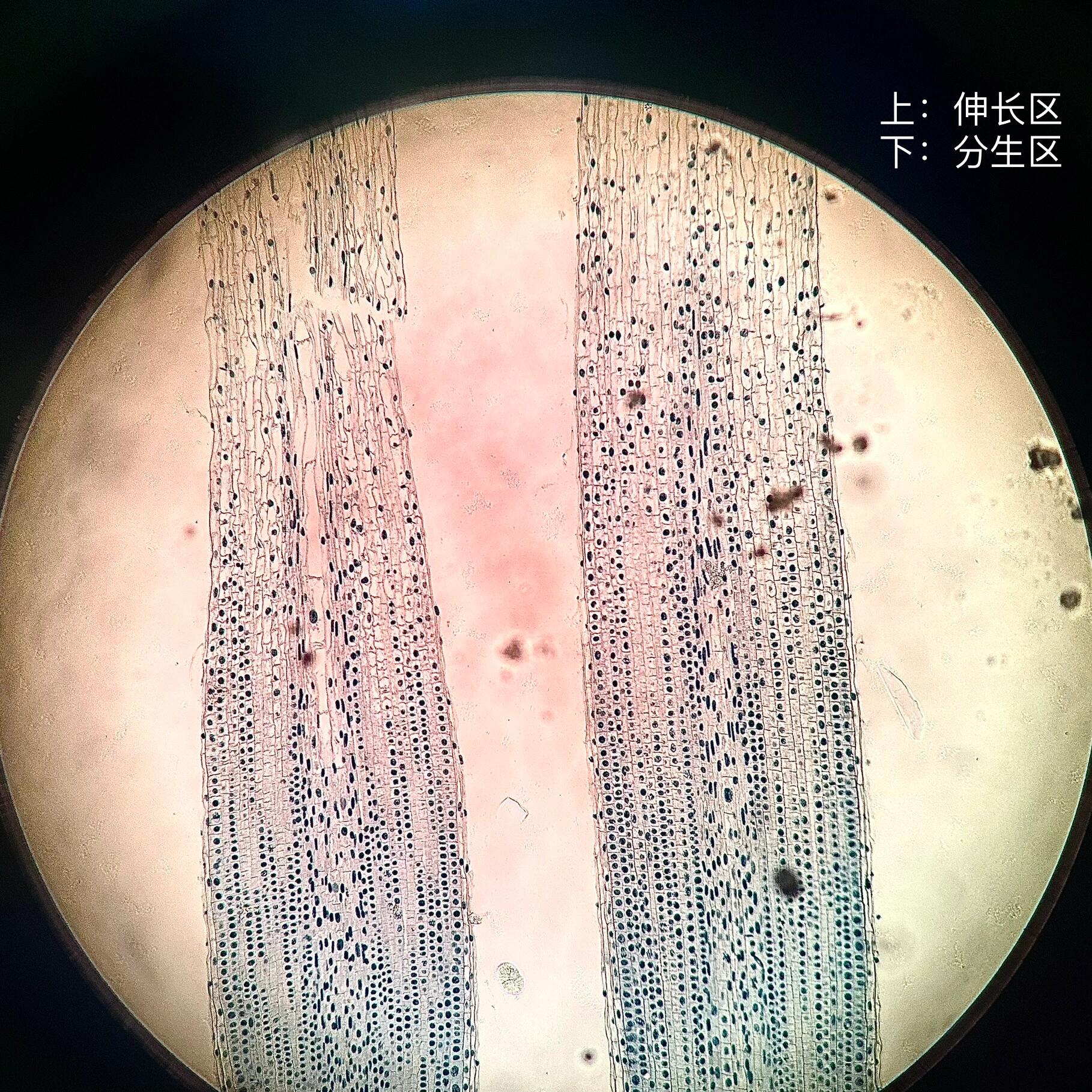 洋葱根尖观察 细胞有丝分裂 这学期植物生物学实验进度2/8 	 想拿图做