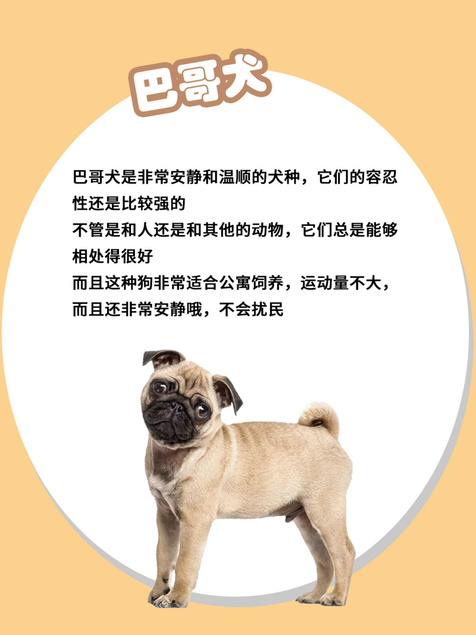 公认最"温顺"的狗,你家上榜了吗71 98巴哥犬 巴哥犬是非常安静和