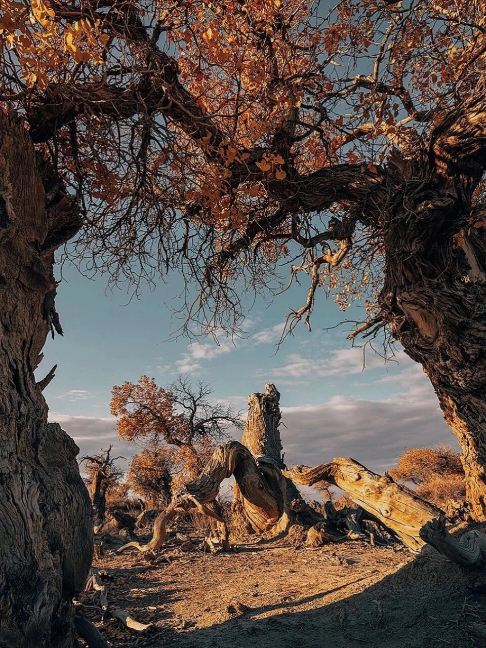 木垒胡杨林  木垒的胡杨林距今6500万年,孤独的树影,默默地守候在中蒙