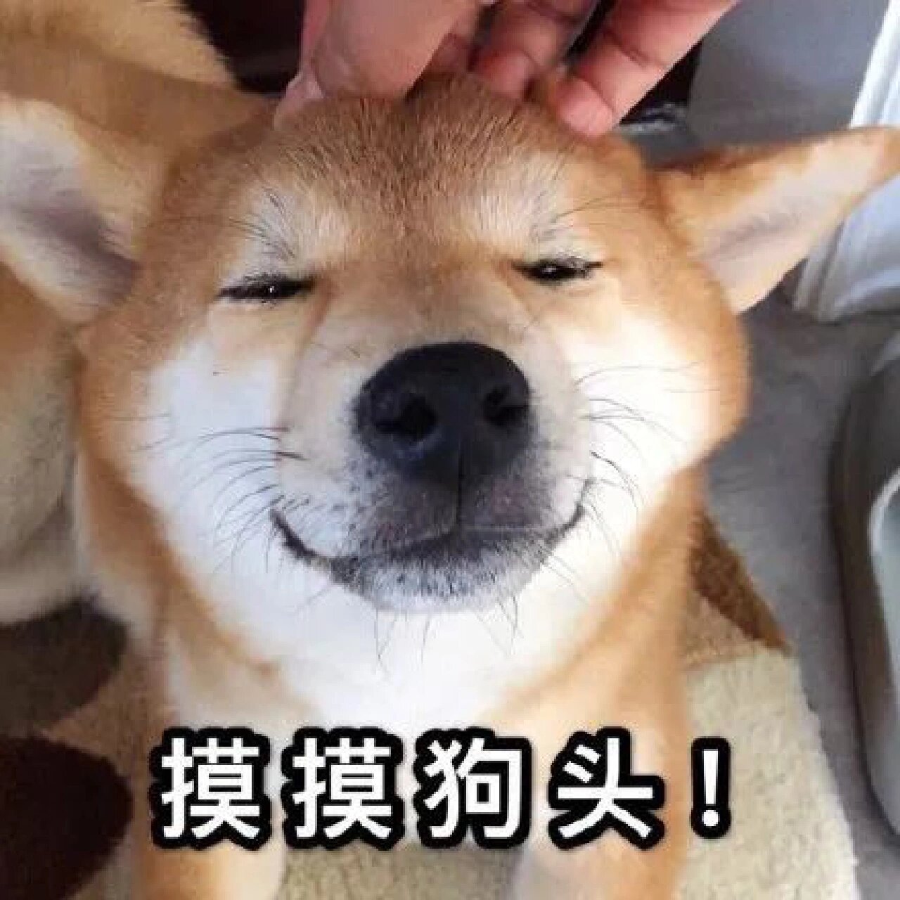 摸摸狗头表情包 爸爸一脸慈祥笑摸你们狗头