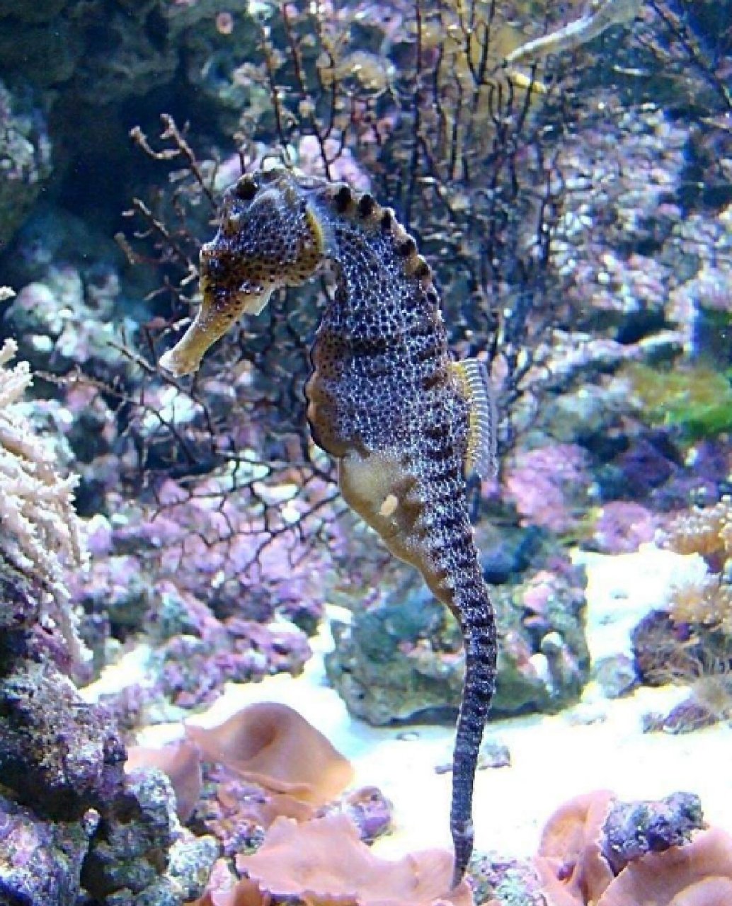 陪娃一起看98大海-海马96 9292海马是一种小型的海洋动物