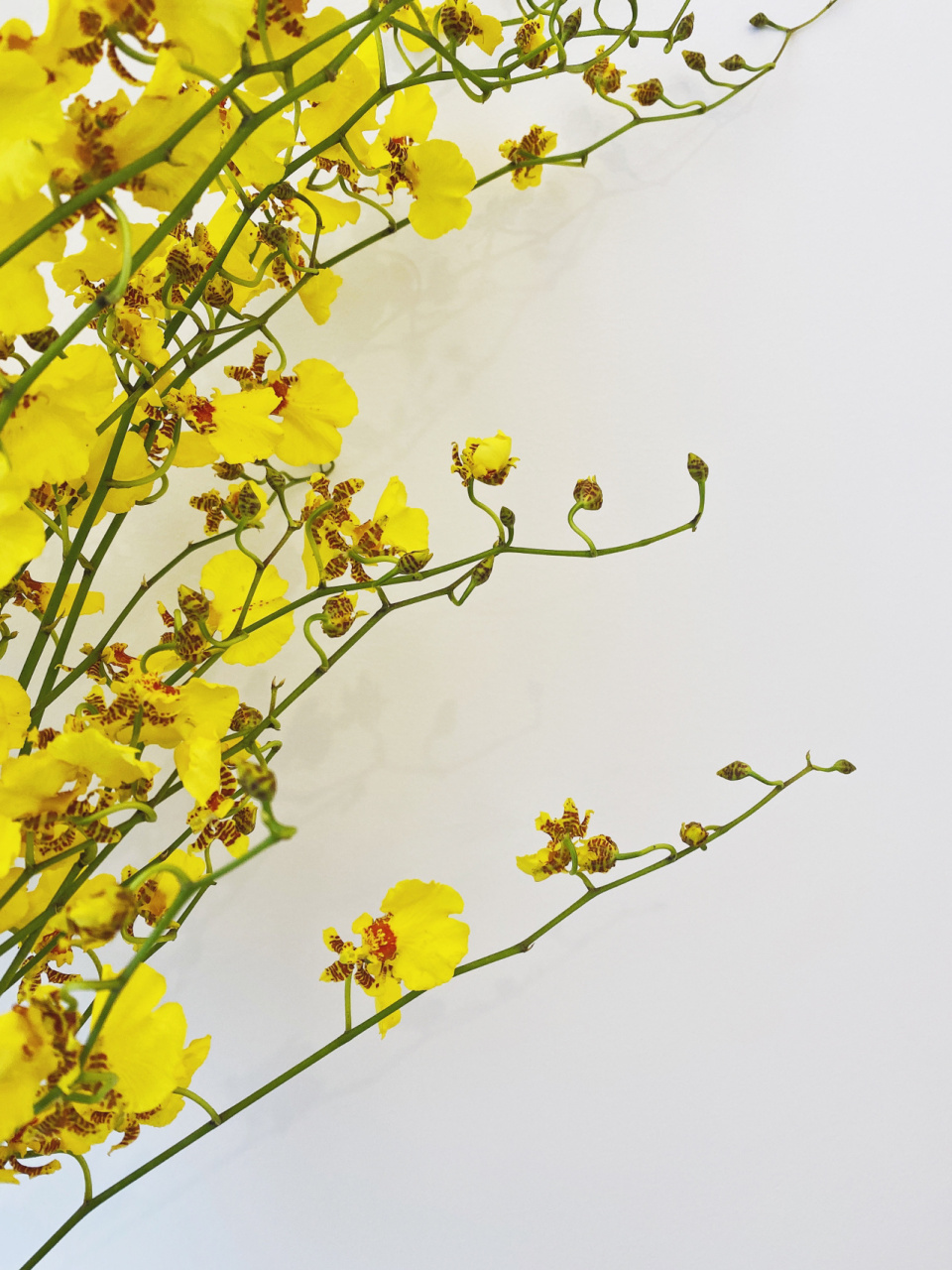 花材分享———跳舞兰 花语: 跳舞兰的花语代表着快乐无忧的意思,它被