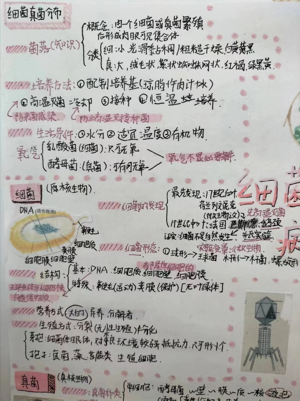 细菌真菌病毒思维导图