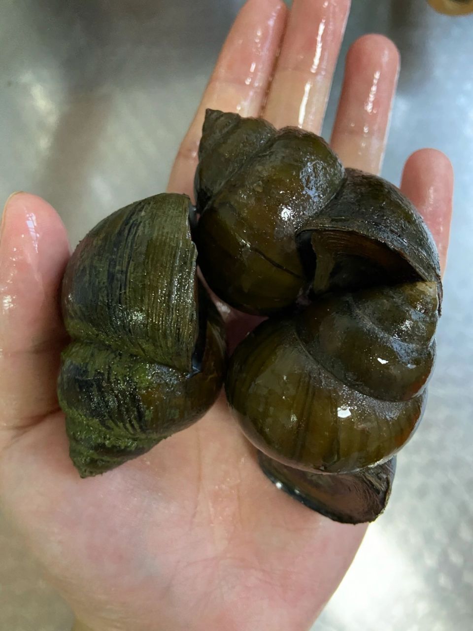 超级大田螺 一次吃到爽 盒马的超级大田螺 也太好吃了 还有很多分不