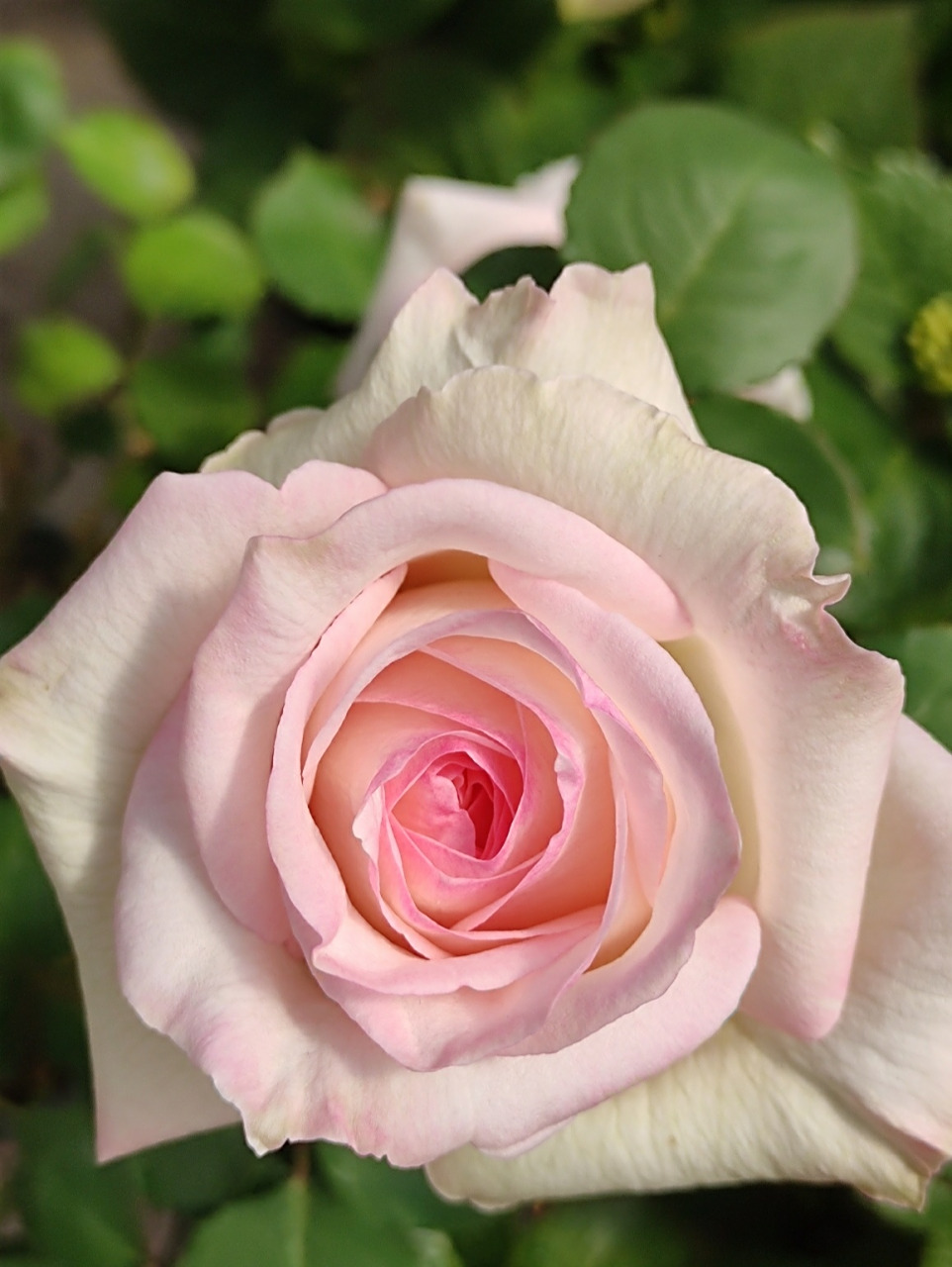 品种:白荔枝 月季 直立性好 特别香! 大爱的品种,白荔枝去年牙签苗带