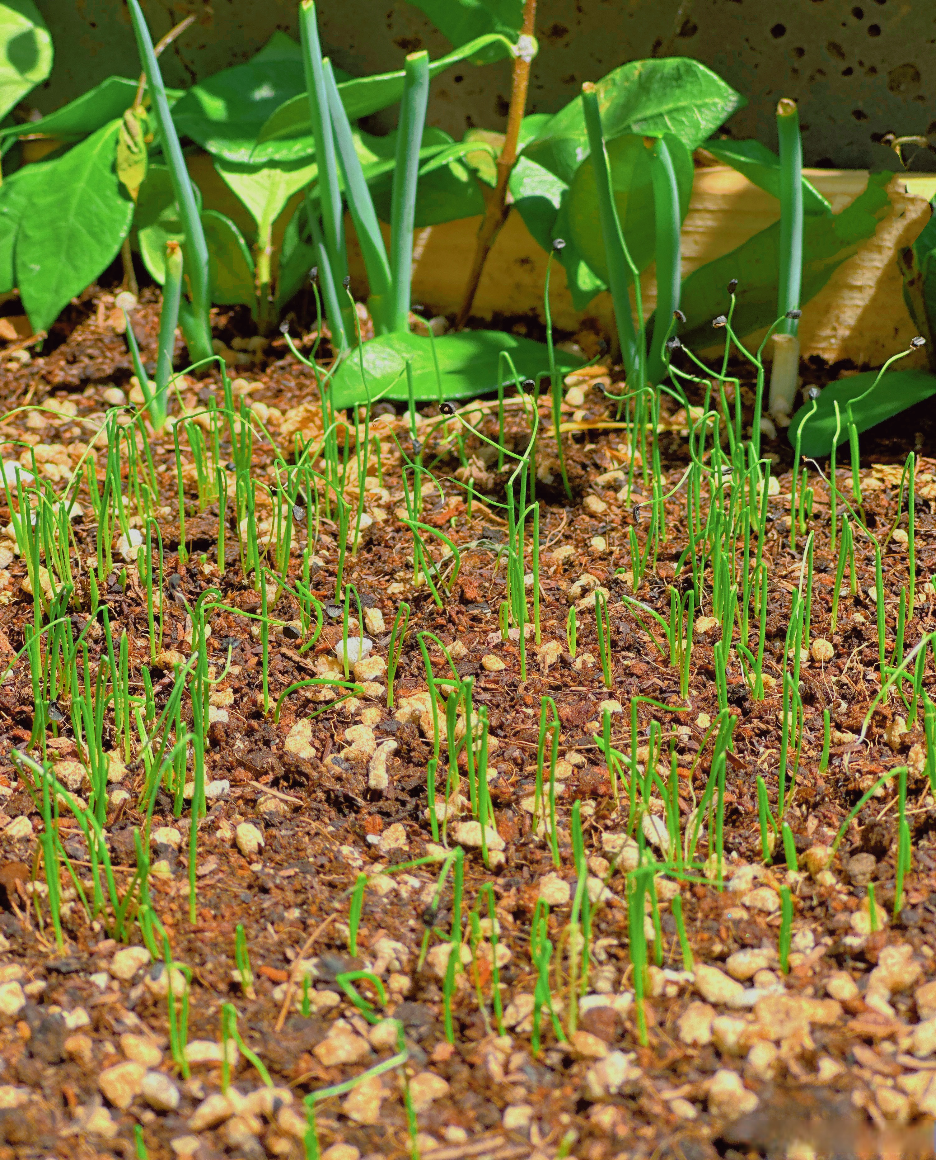小葱发芽图片小葱发芽小葱刚发芽的样子图片小葱发芽的样子小葱种子