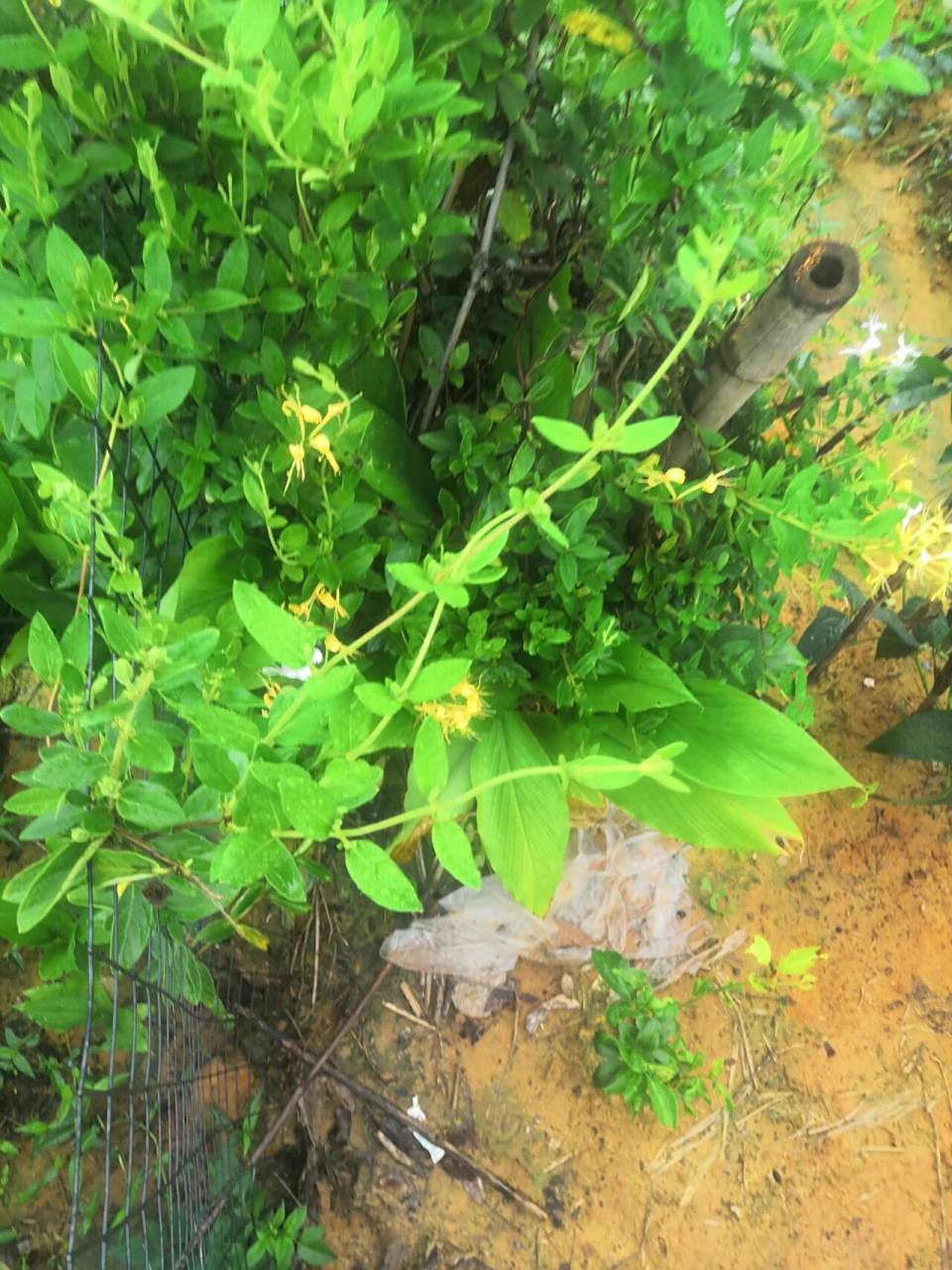 金银花(忍冬藤) 清热解毒,青春痘,无名肿毒,咽喉肿痛,皮肤瘙痒……!