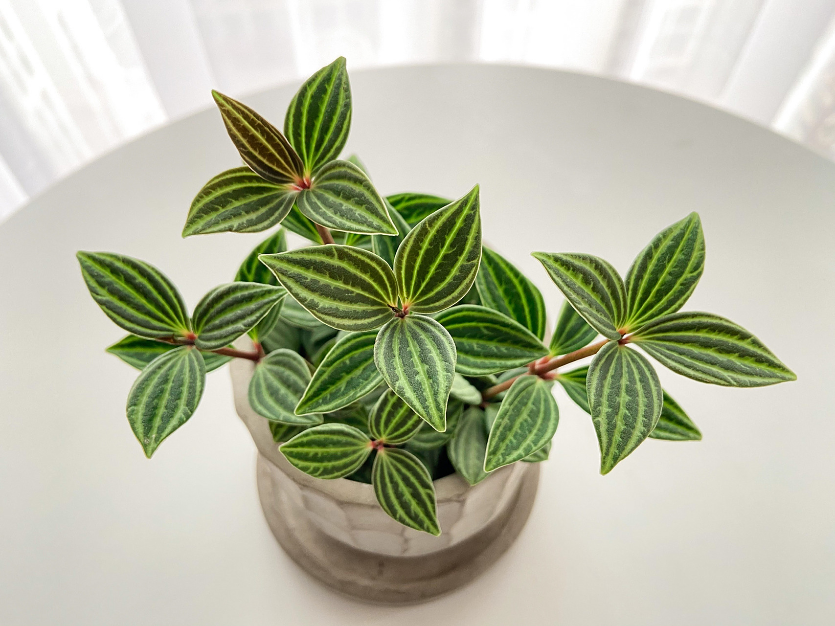 97绿植养护笔记-轮叶豆瓣绿 00轮叶豆瓣绿,好像很多人又叫它白脉