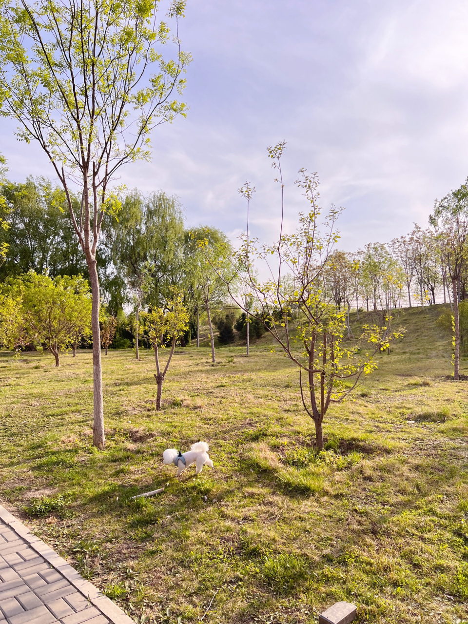 北京宠物友好公园|狗狗可以狂奔的公园 92名称:天竺郊野公园 99