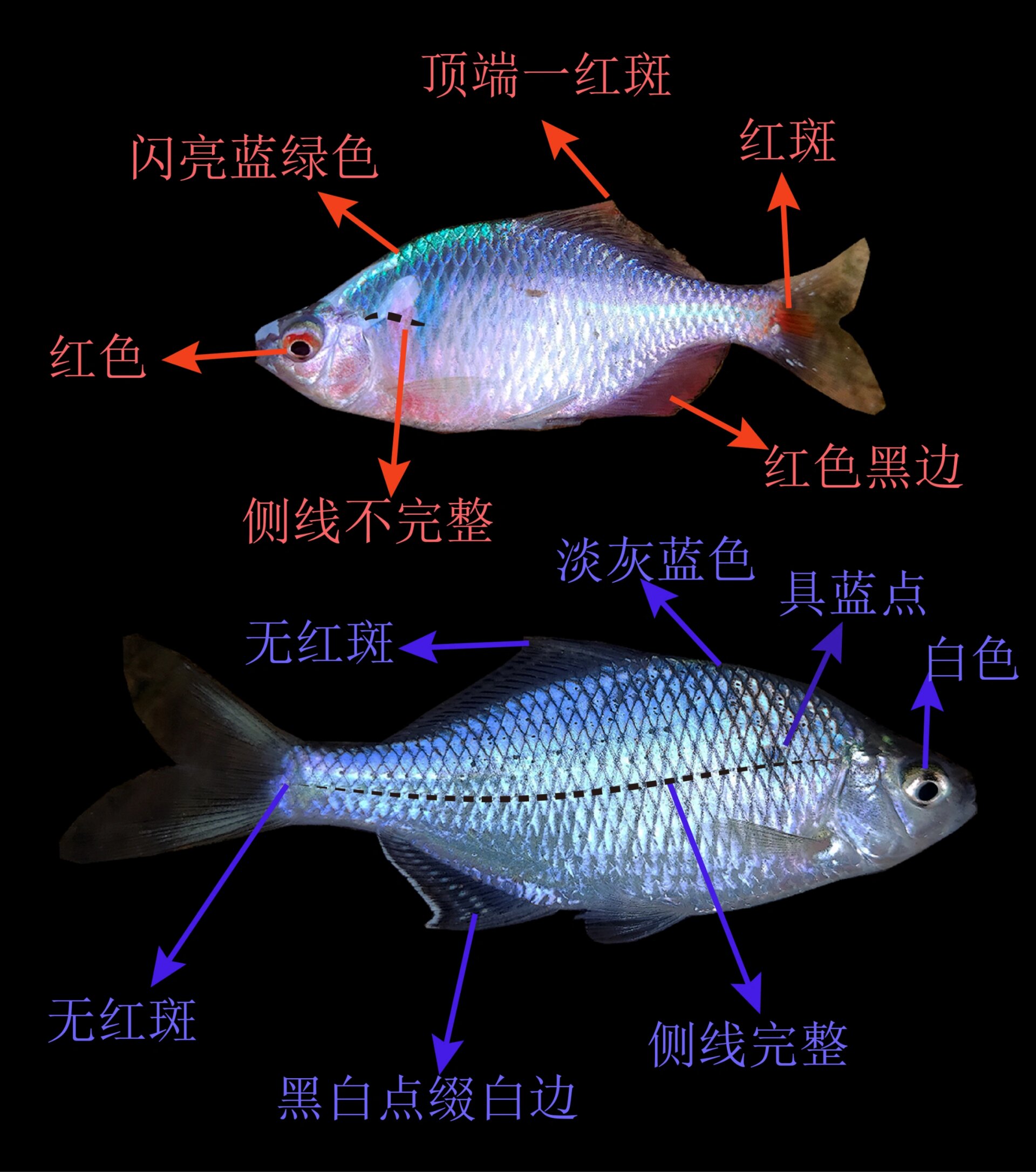 怎么分辨鱼的公母图片