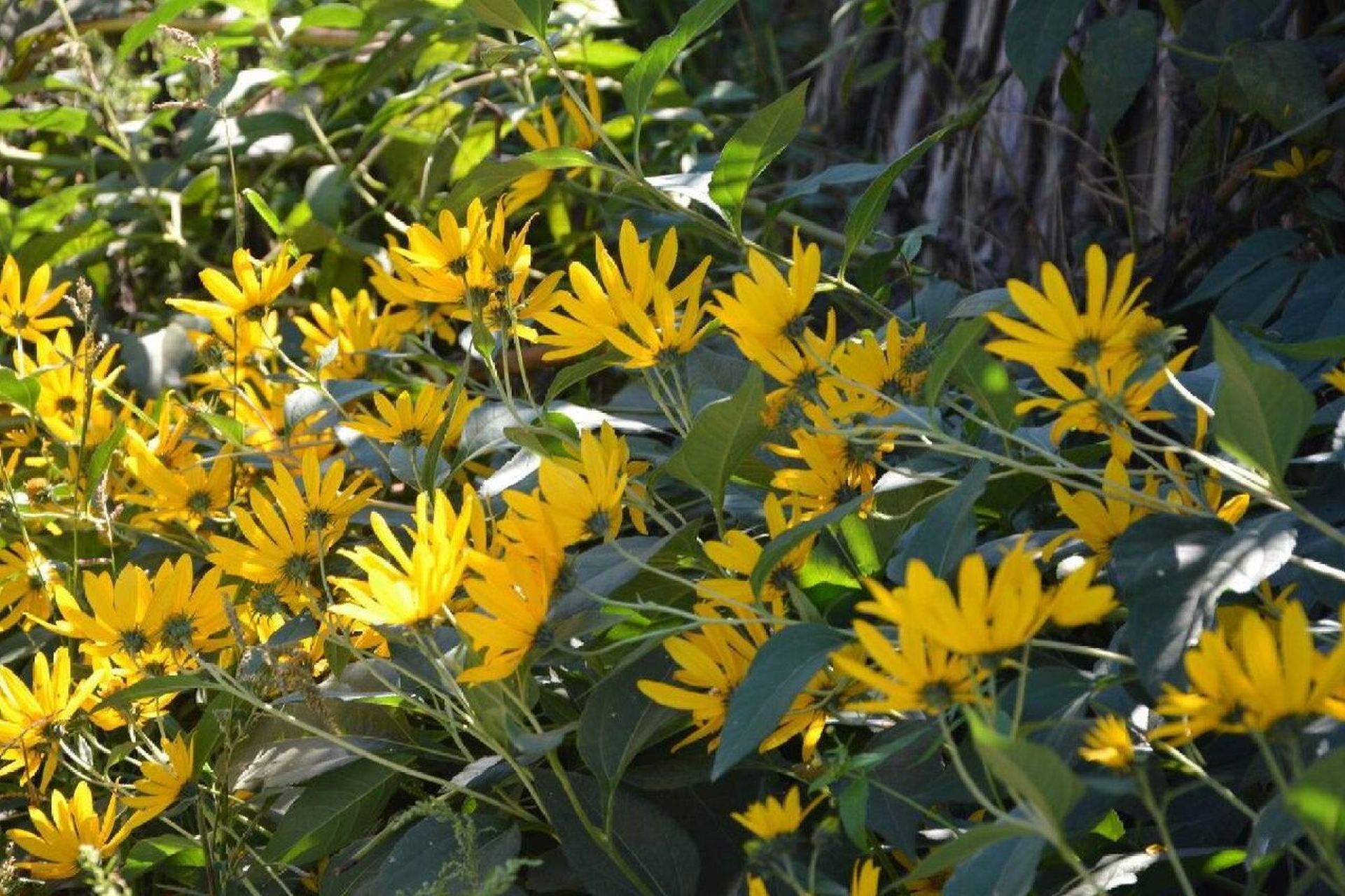 高良姜又名鬼子姜 归脾,胃经. 功 效 温胃止呕,散寒止痛.