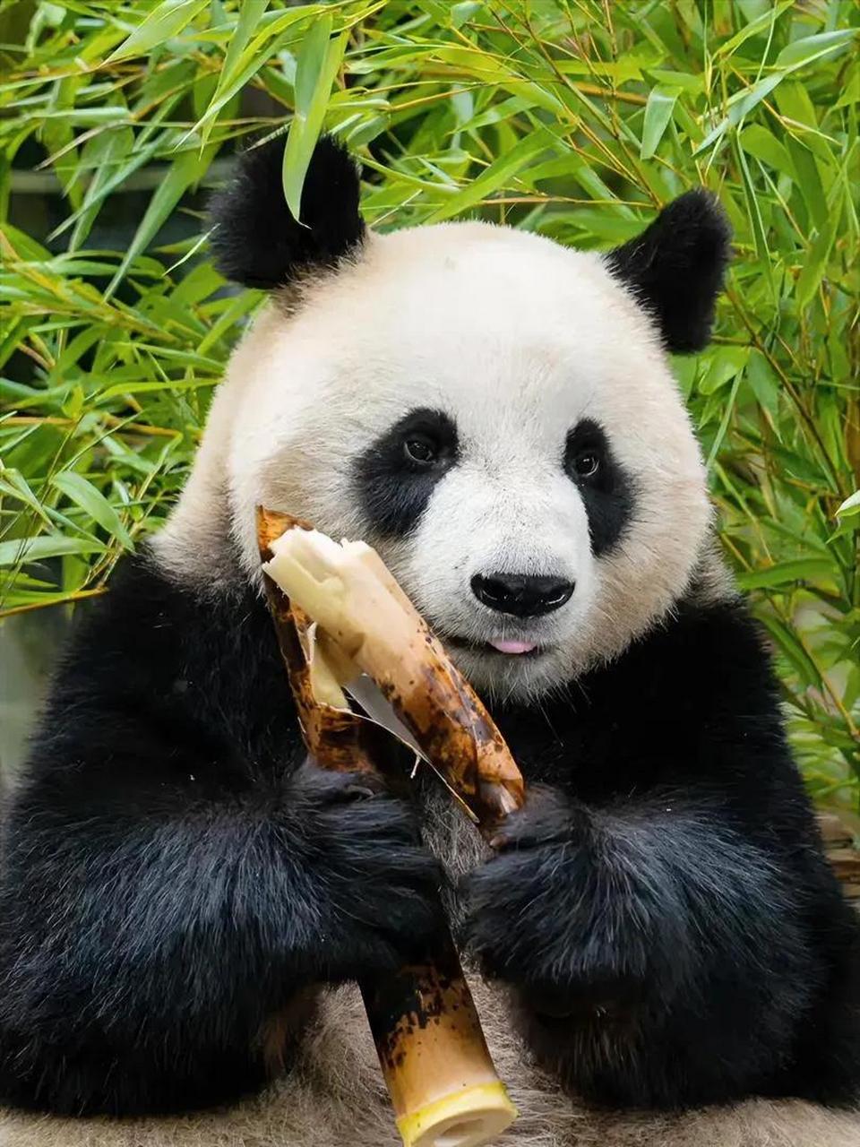 大熊猫九九,出生于2015年8月10日.