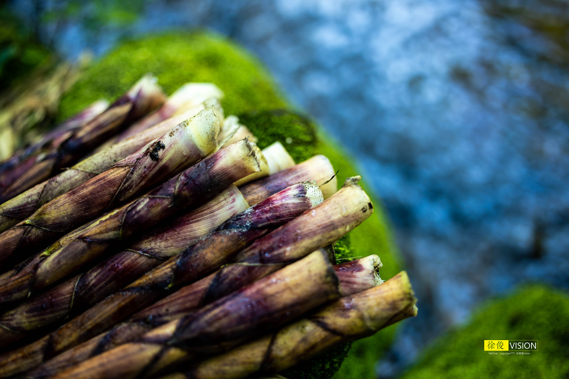 【"中国筇竹之乡"云南大关迎来采笋季】被誉为"中国筇竹之乡"的云南省