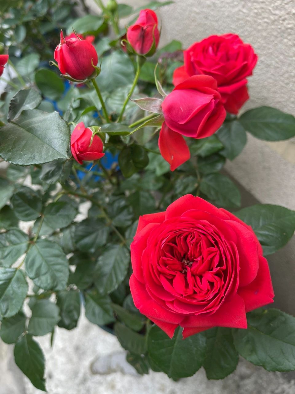 红苹果月季 红苹果多头,勤花,正宫红,花期十分长,这是插瓶一个星期的