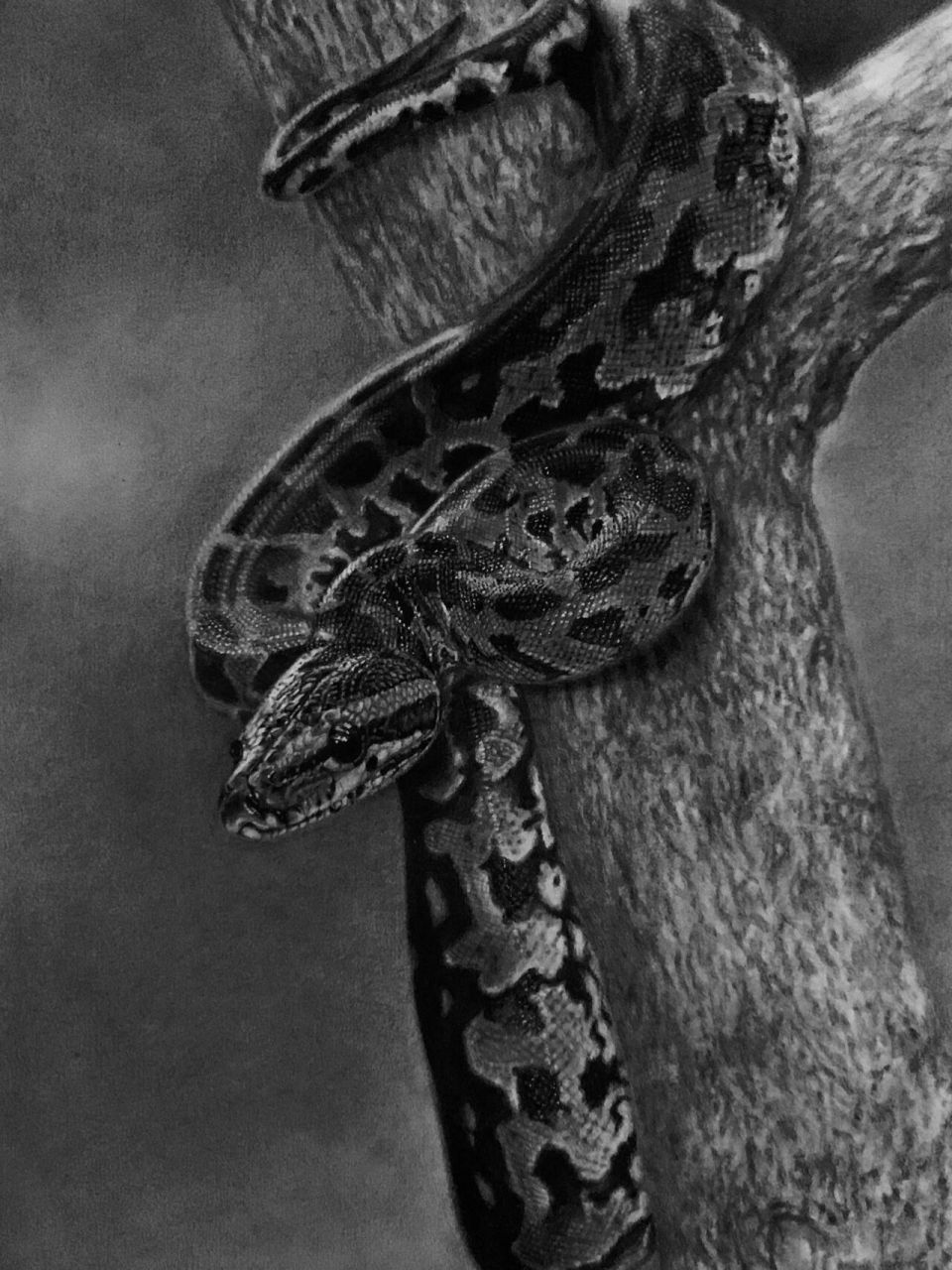 蛇的素描画蟒蛇图片