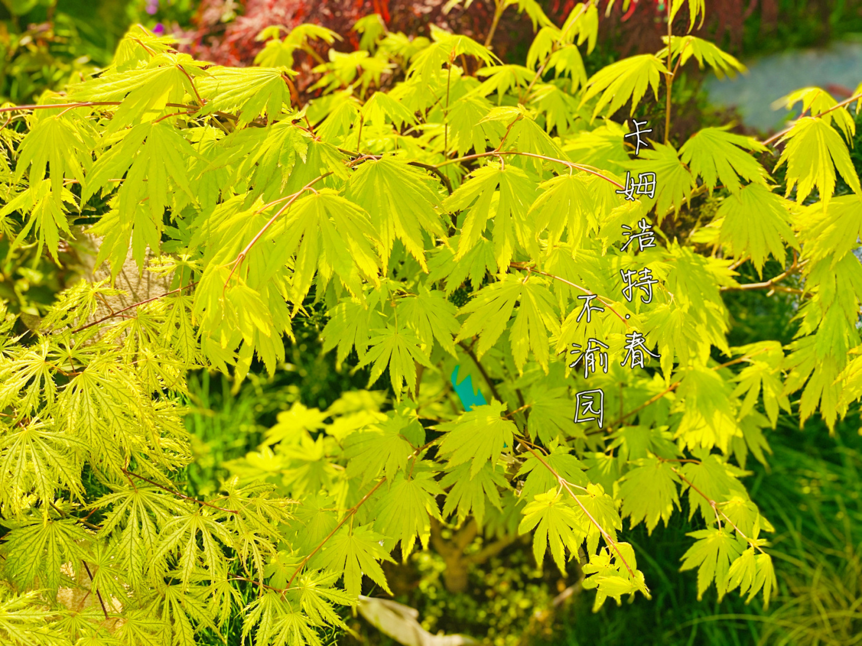 枫树展叶之魅7祖母鬼,春雨… #不渝园枫树##我的秘密花园# 今天刚拍的