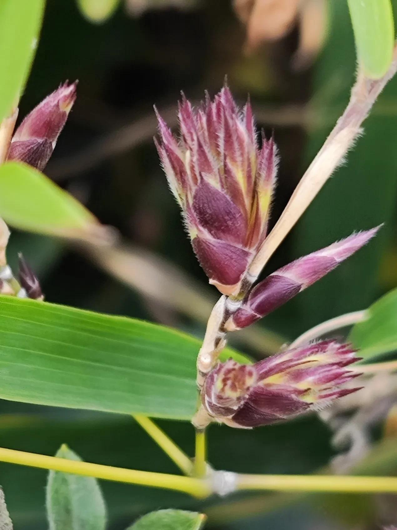 我偶然间拍到的竹花,据说一生开一次,需历经几十年,是真的吗?