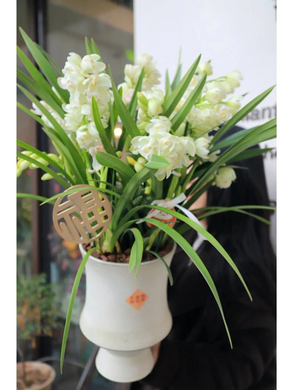 白玉香兰 	 兰花中的极品,婉约而高贵,自带清幽花香!