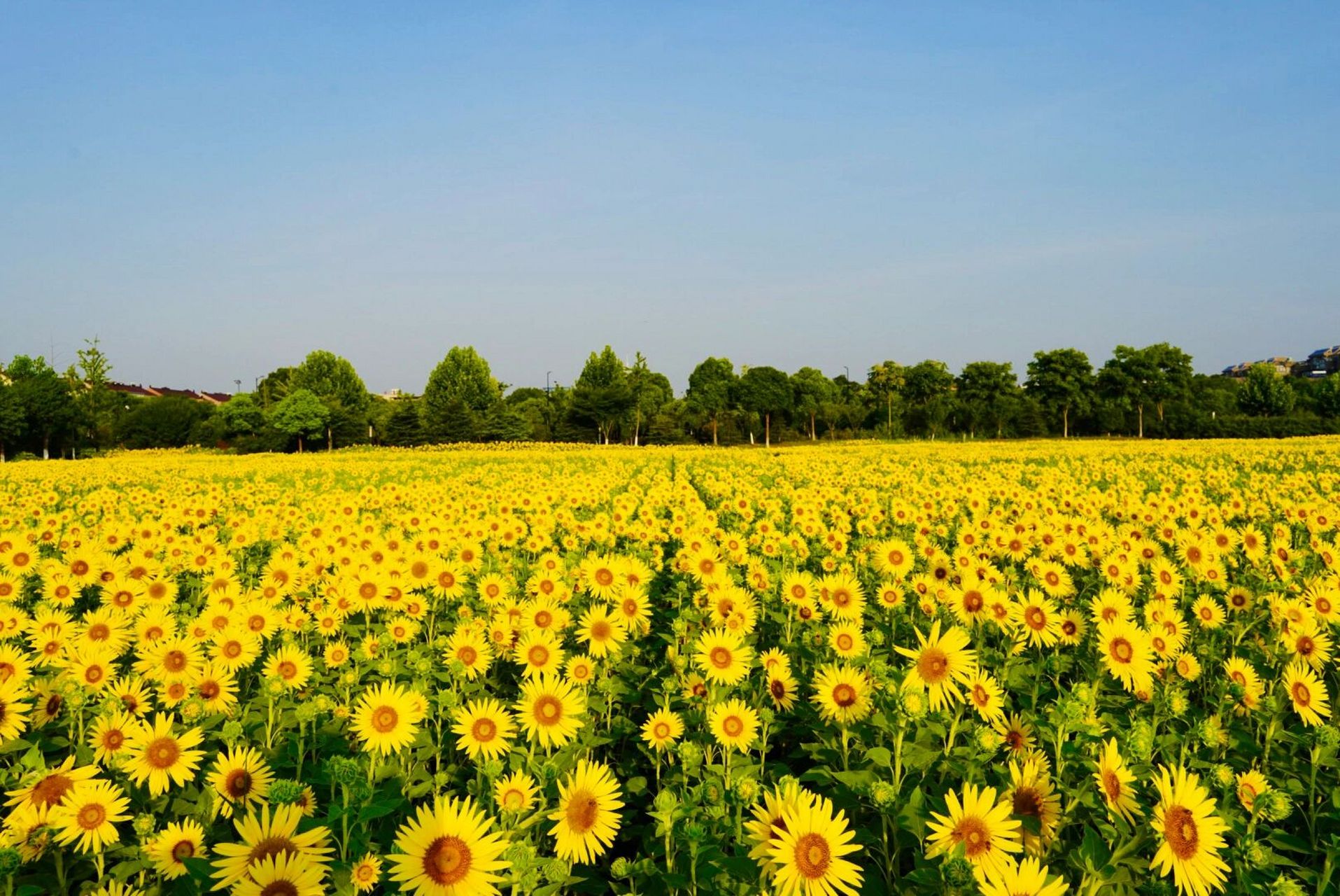 嘉兴桐乡百亩向日葵花海来啦 凤凰湖南端有一大片市政绿化向日葵花海