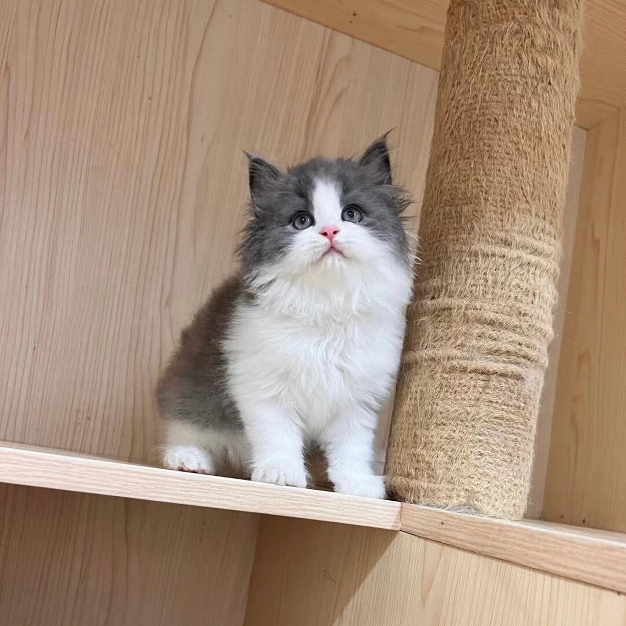 超可爱的蓝白长毛高地 颜值天花板的那种哟! 五粉满背通脖