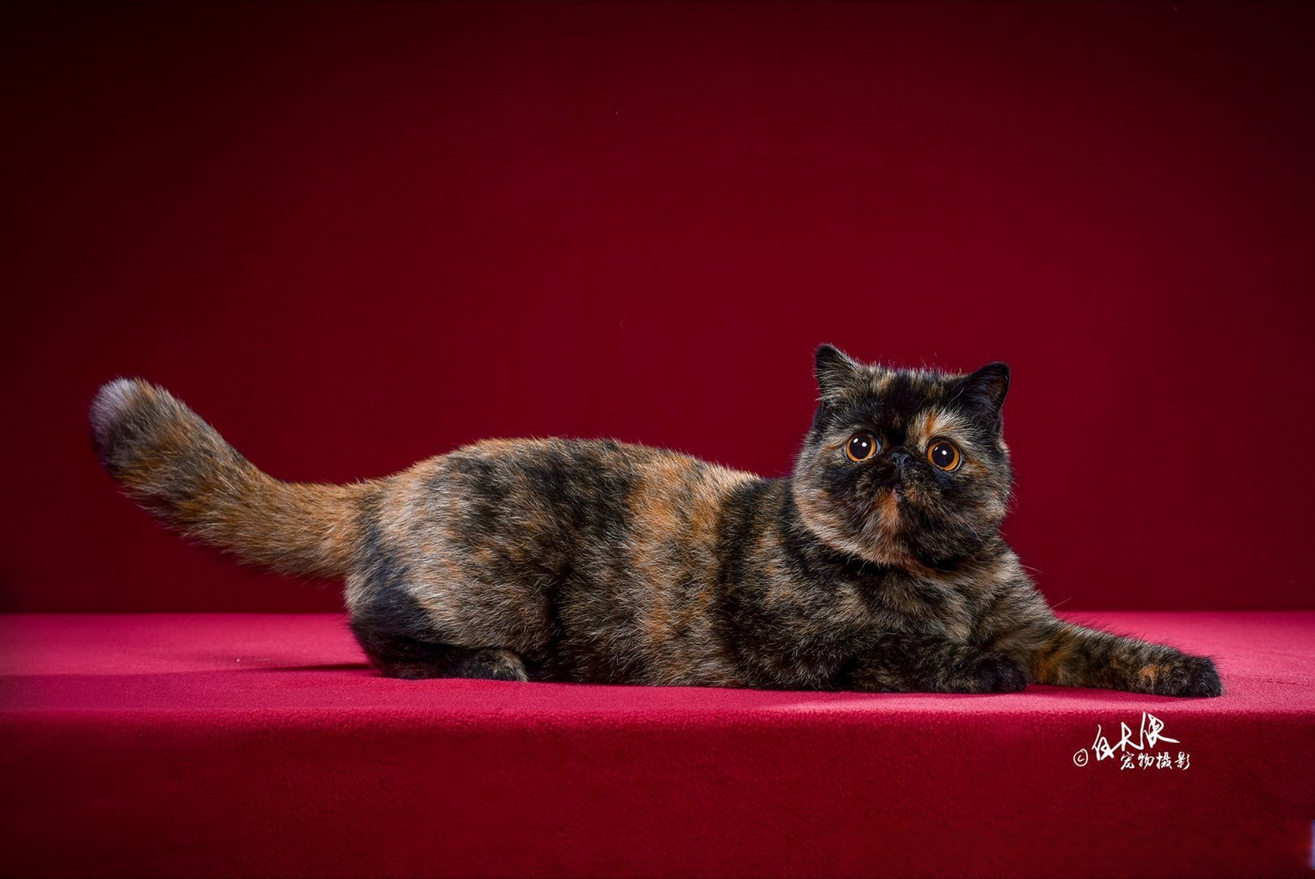 加菲猫#这世界上没有两只相同的玳瑁色猫咪[嘻嘻]#青岛加菲猫##堑岛