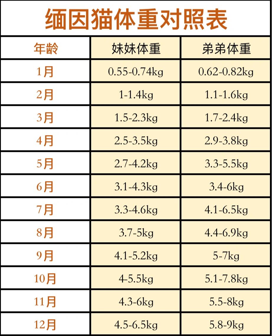 缅因猫月份体重表图片