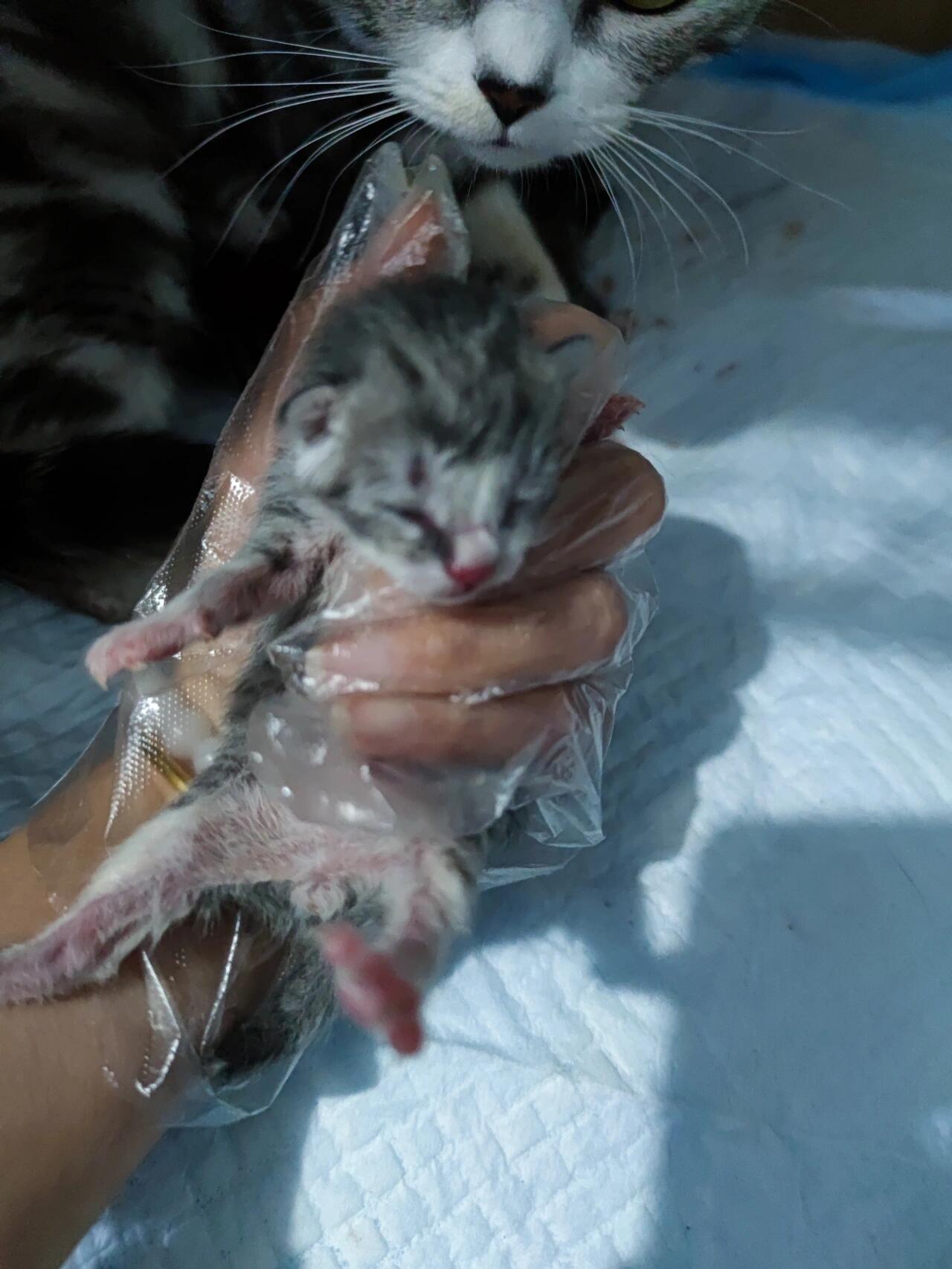 美短起司虎斑这生的啥娃呀 两只黑色三只灰加白 基因错乱了吧