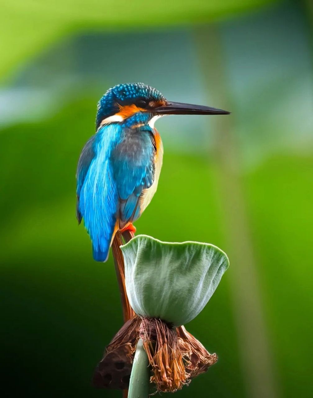 最美的鸟,都被他拍到了 武汉位于东亚—澳大利亚候鸟迁徙路线上鸟类