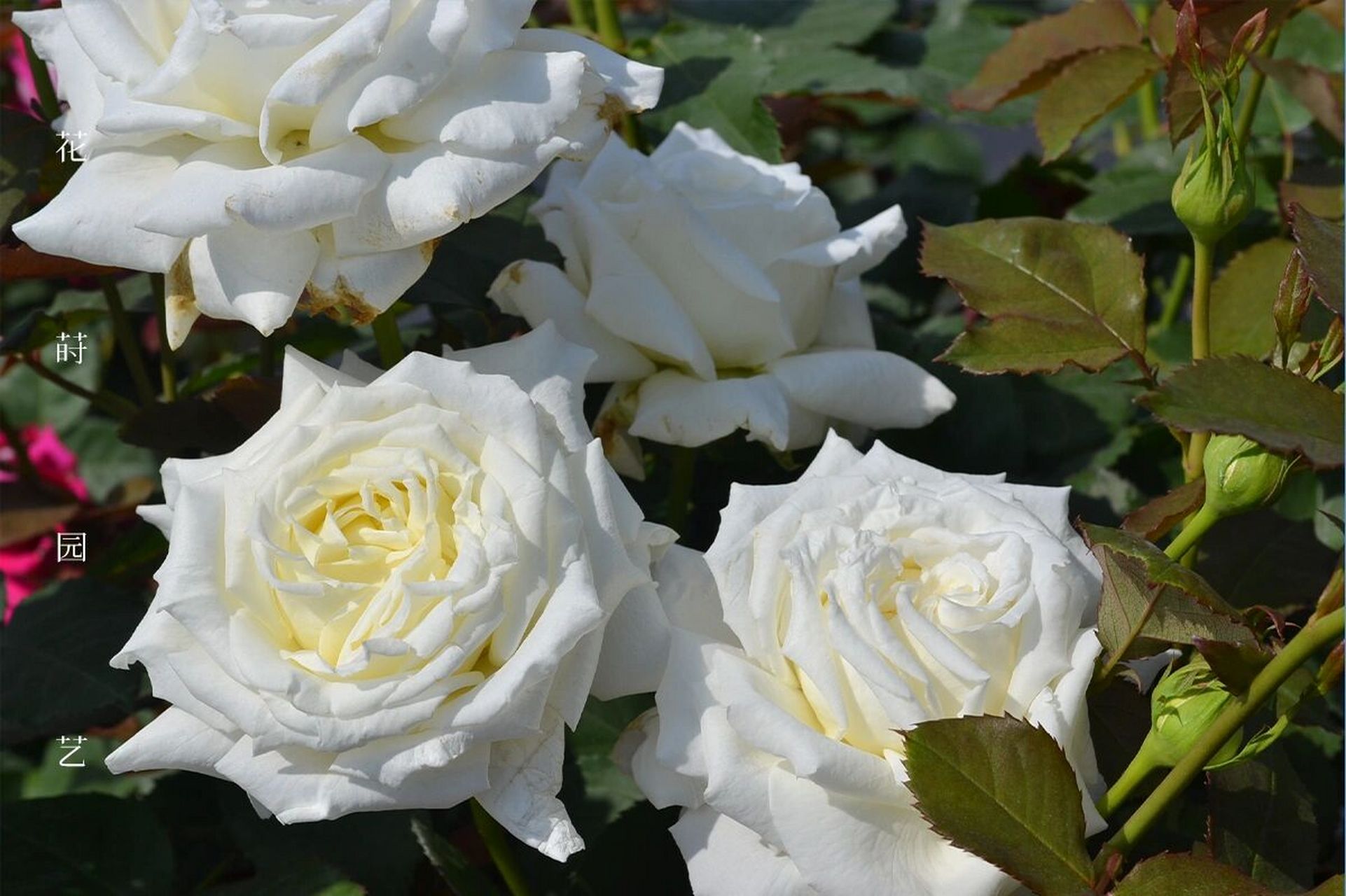 分享10款白色系月季6015你值得拥有78 看过了许多的粉色,红色