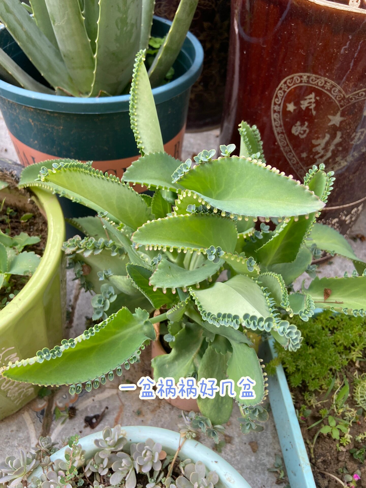 好养花之一,落叶归根