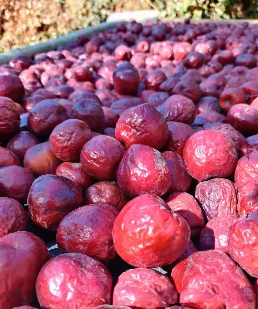 新疆药枣是不是哈密枣