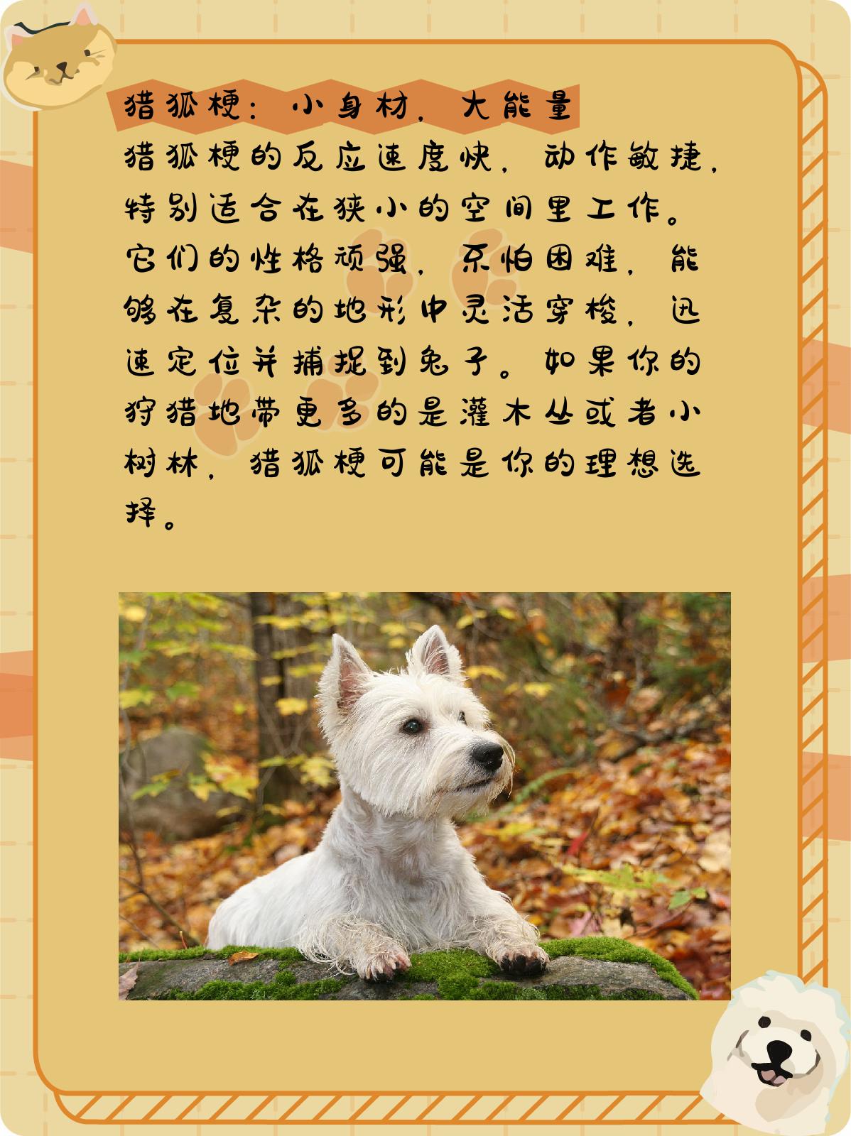 比格犬的寿命图片