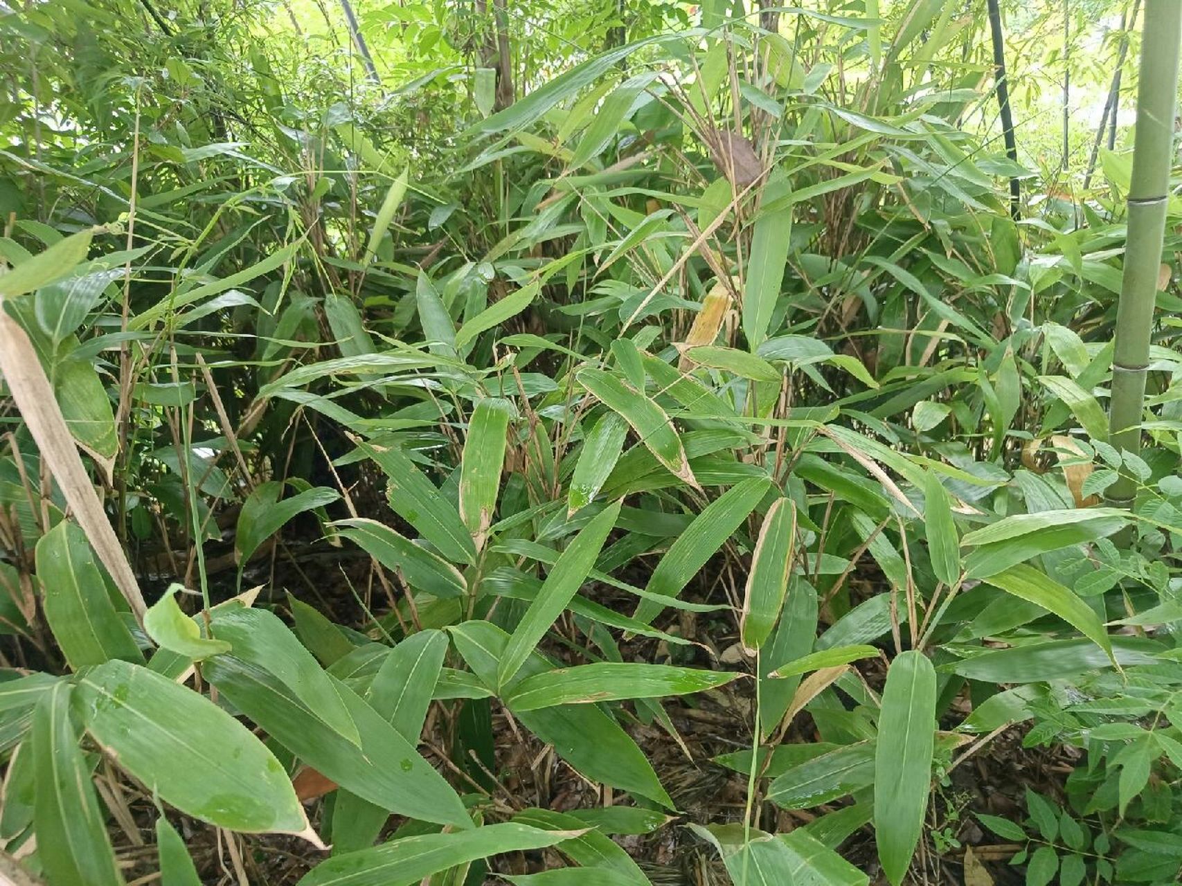 植物小科普～箬竹 别名:眉竹,楣竹,粽巴叶,若竹,阔叶箬竹,箬叶竹科