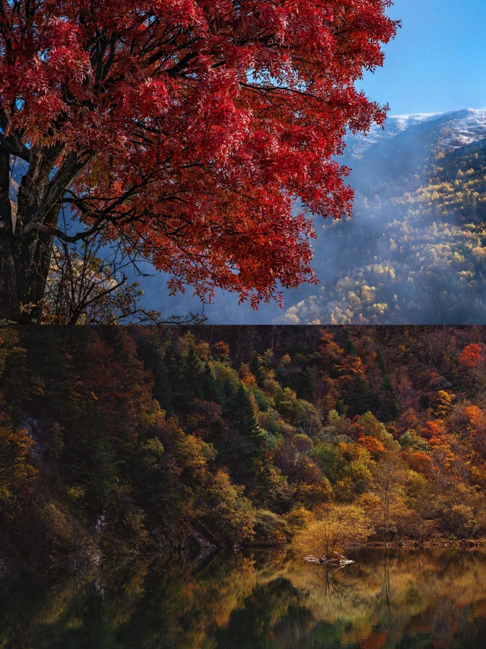 我在阿坝75找到了彩林之王94 阿坝州黑水县99最为闻名遐迩的就