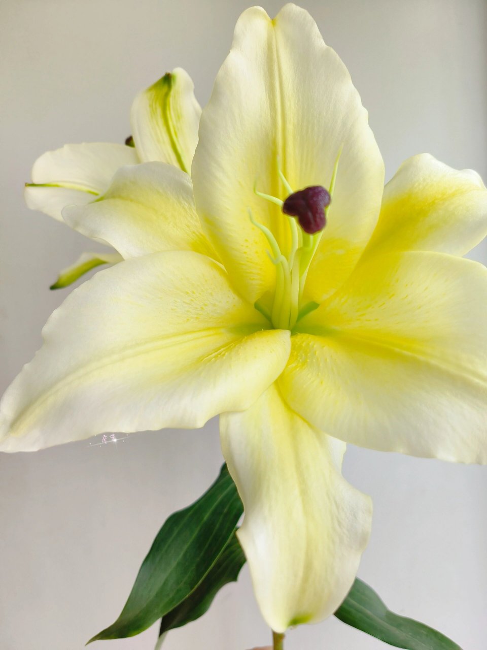 香到炸裂的百合·黄天霸 花材  :  黄天霸香水百合 起初把它放在客厅