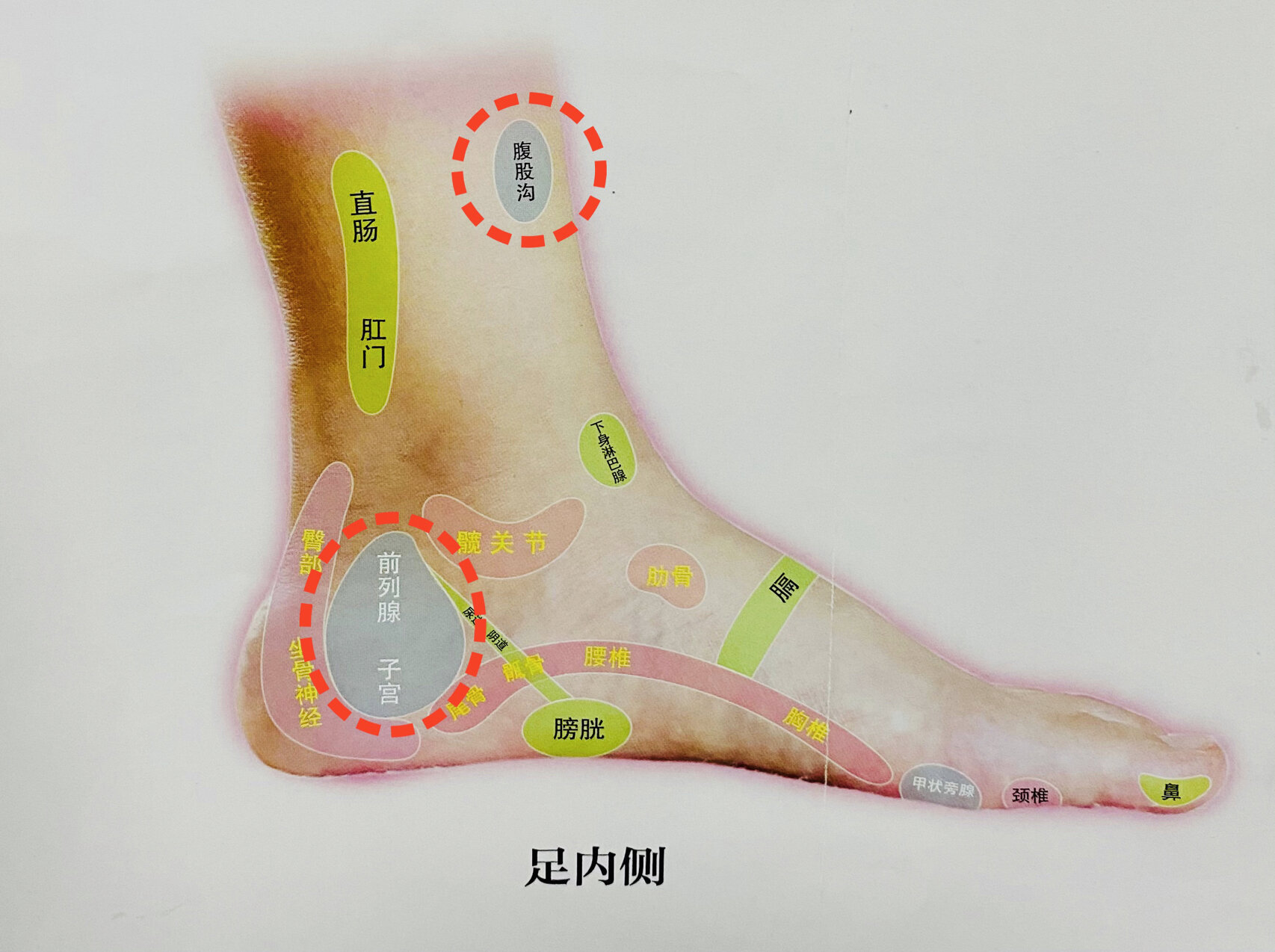 脚踝子宫反射区图图片