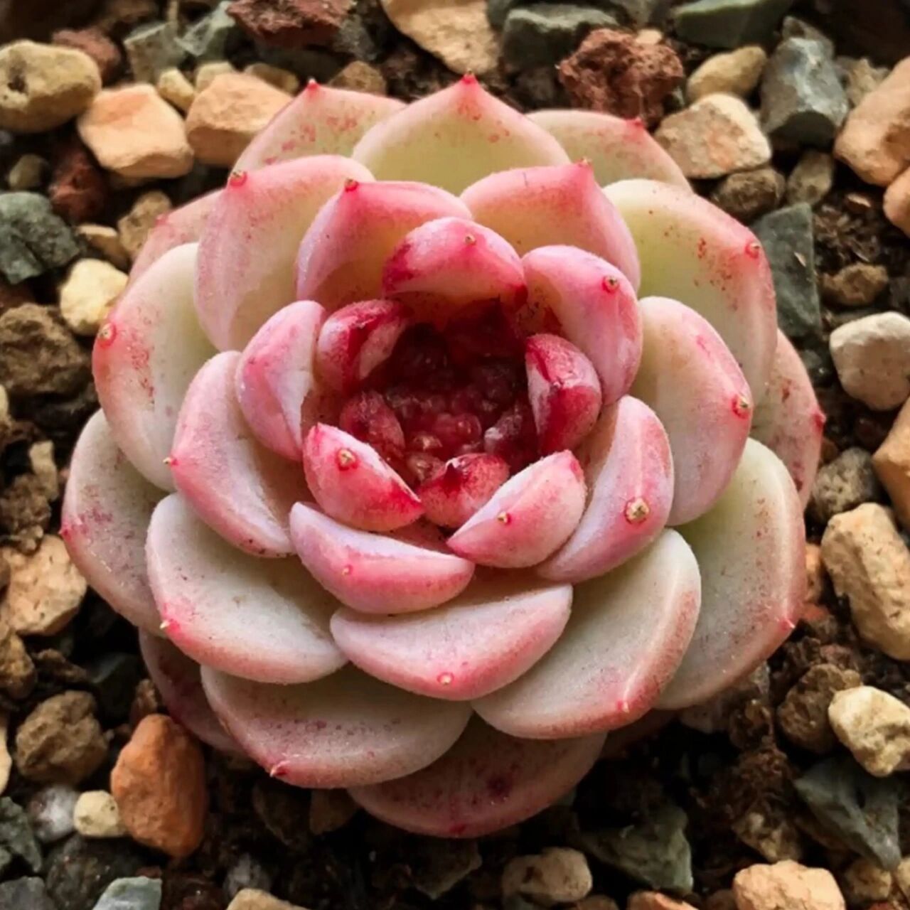 每天认识一种多肉  天鹅绒 每天认识一种多肉  天鹅绒 	 天鹅绒是