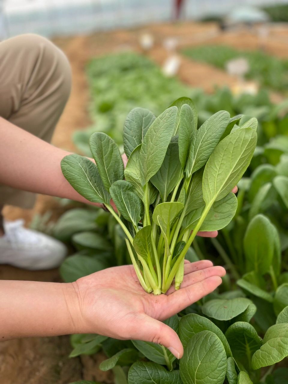 可爱的小菘菜 最近两年新出来的杂交青梗菜品种,柄细菜嫩,有小白菜的
