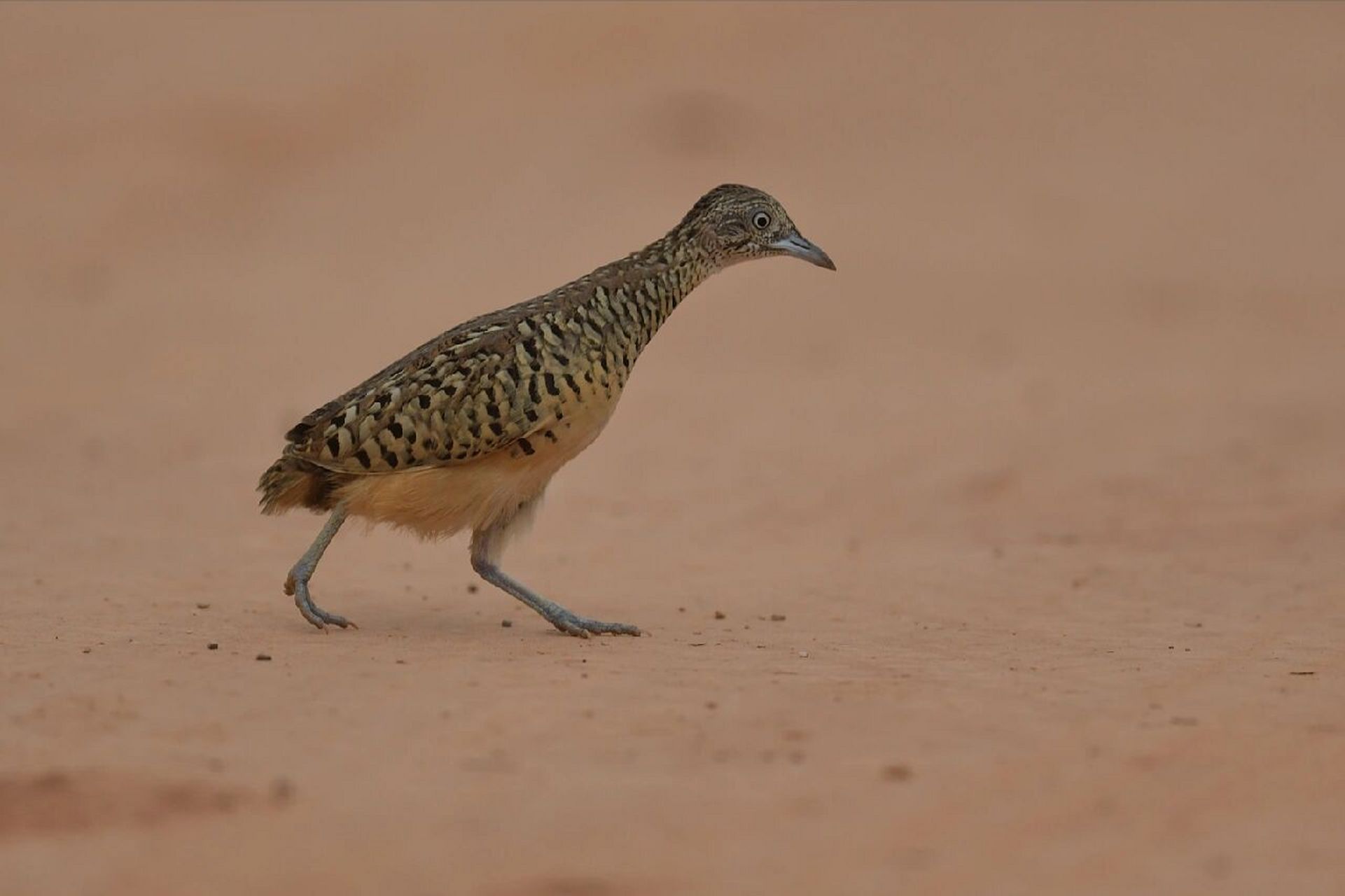 广西鸟类记录:018 棕三趾鹑 鹤形目>三趾鹑科>三趾鹑属 特征:体长16cm