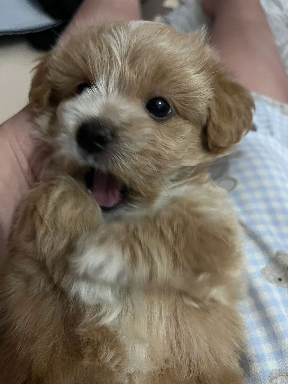 也不知道咱家的泰迪熊串串长大了会好看不  也不知道咱家的泰迪熊串串