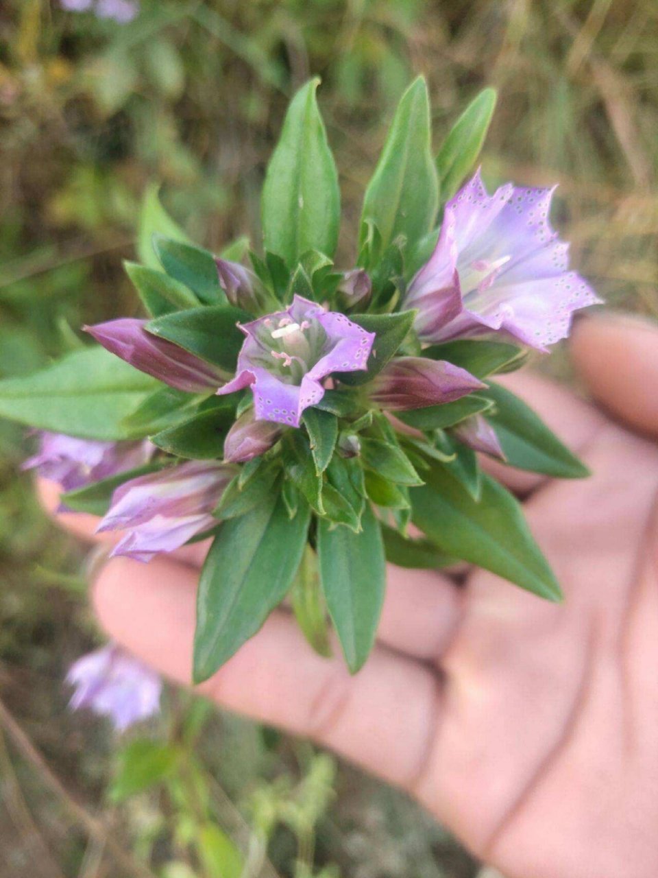 龙胆草主治图片