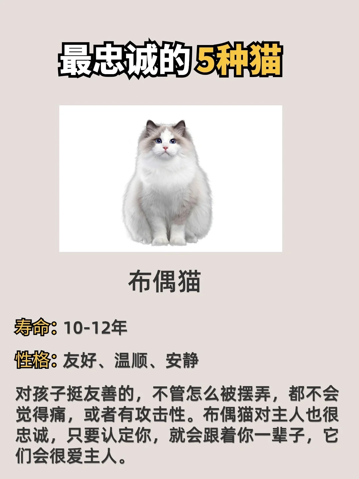 狸花猫认主人的表现图片