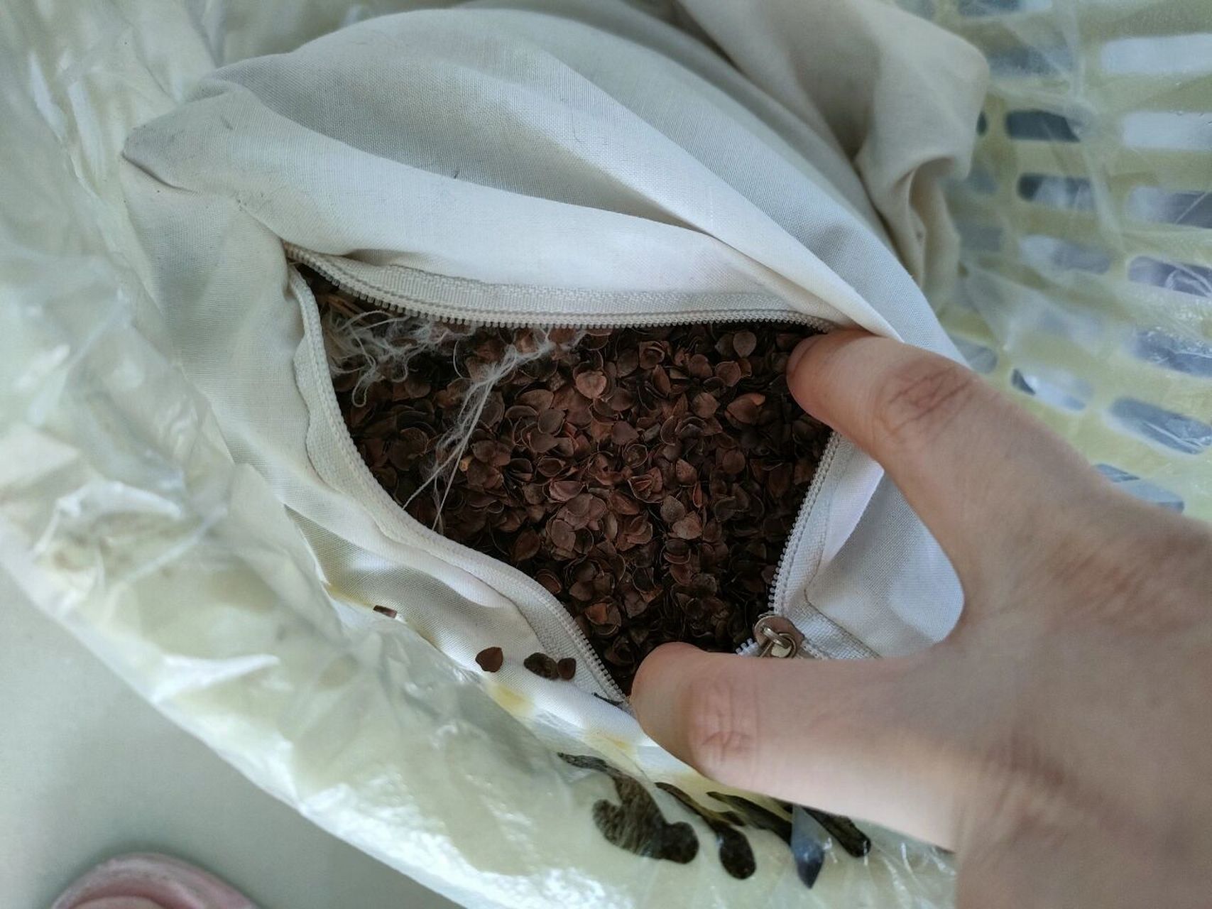 荞麦枕生虫了,极简掉 如题 六年了 几乎没用,扔了 每日断舍离