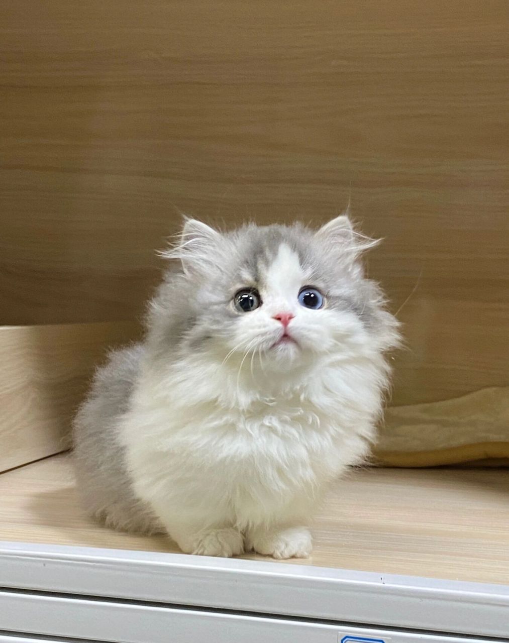 你的眼睛好漂亮呀 异瞳蓝白拿破仑矮脚猫 是蓝虎斑加白色哦 这个色鲜