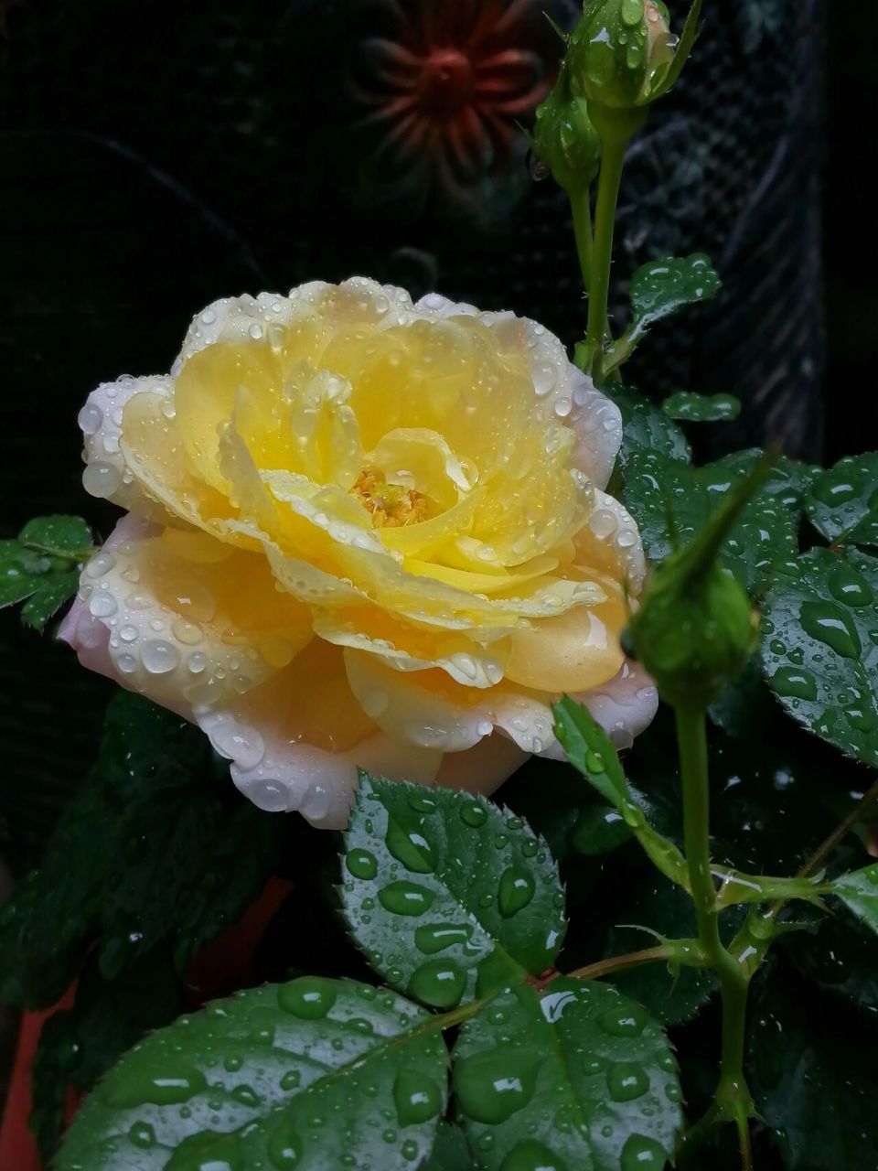 雨后的月季真的好美 下雨啦,花花也很好看 另:祝大家除夕快乐哟