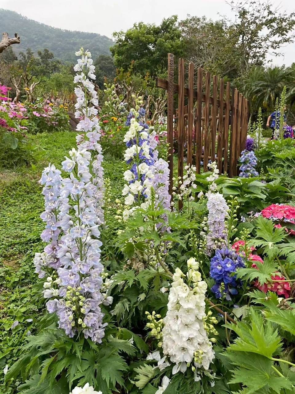 高翠雀花 高翠雀花(学名:delphinium elatum l.