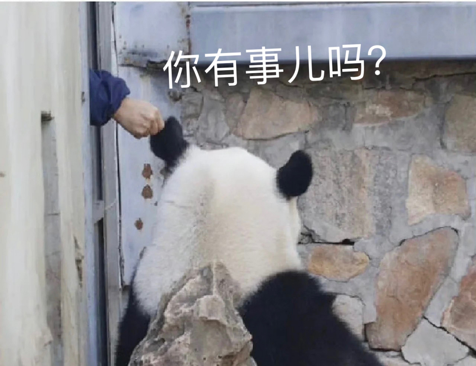 西直门三太子萌兰表情包 我的心上熊社交悍匪,"越狱"小能手,聪明机智