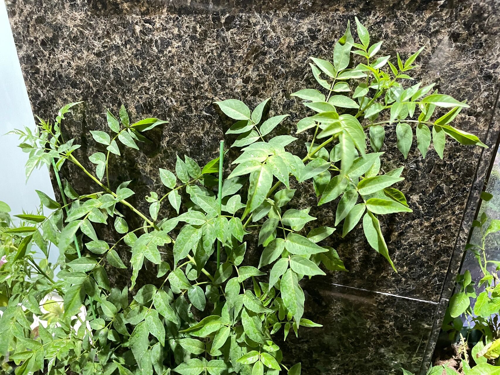 我的凌霄花为啥现在光长叶,不开花 自从换了大盆后 就一直猛长叶子 就